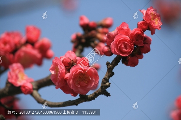 紅梅