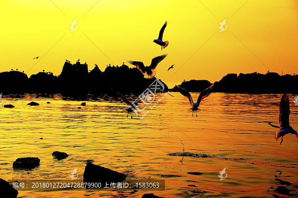 海鷗