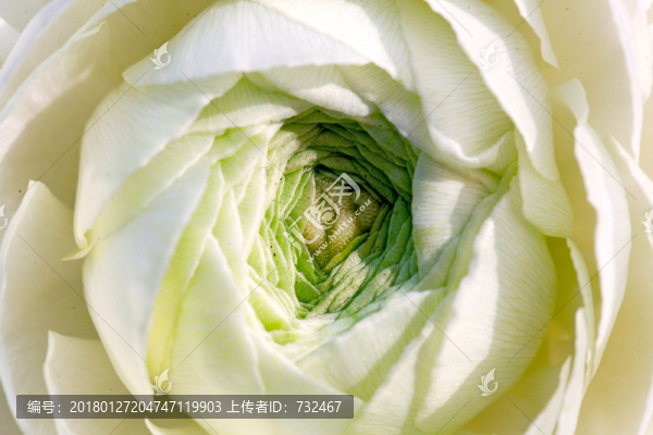 毛茛花特寫(xiě)
