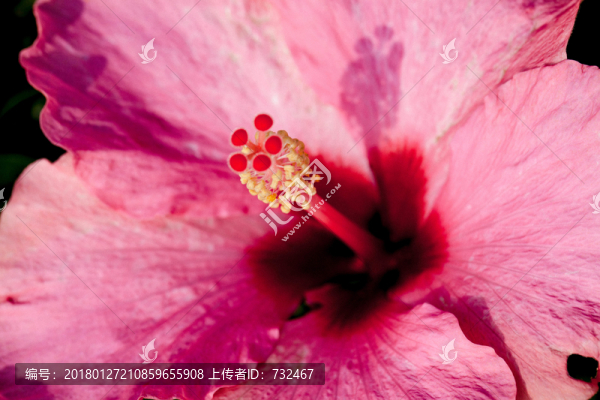 扶桑花特寫