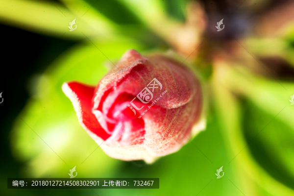 扶?；ㄎ⒕鄶z影