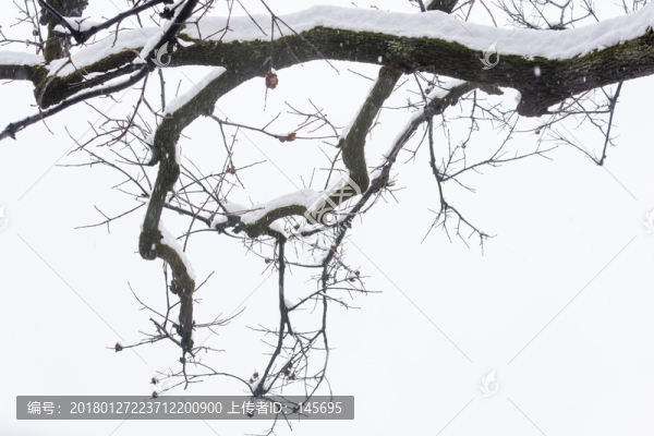 白雪樹枝