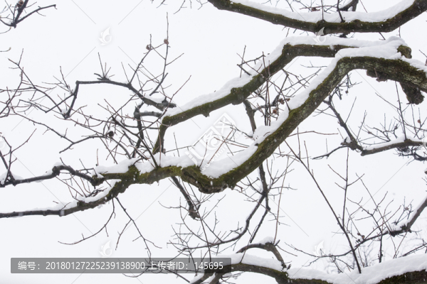 白雪樹枝
