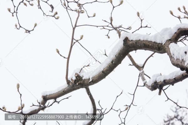 白雪樹枝