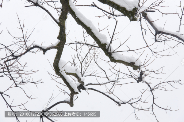 白雪樹枝