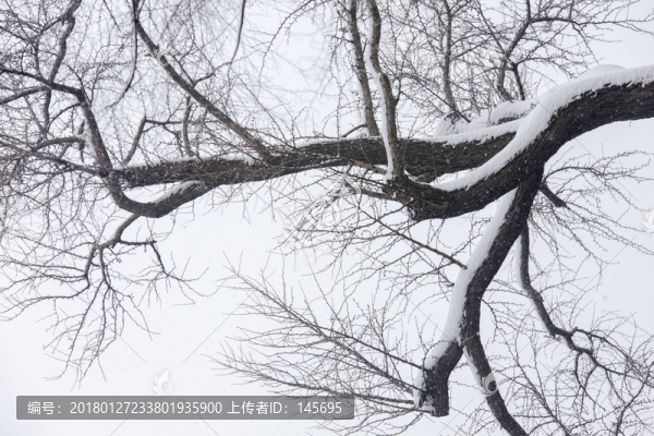 白雪樹枝