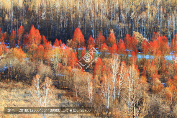 紅柳景觀