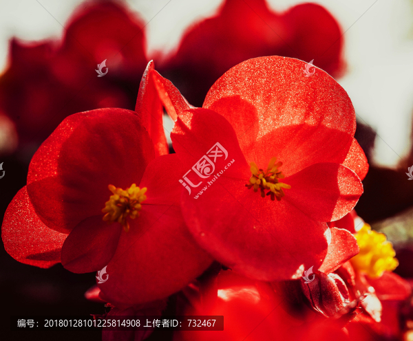 海棠花微距