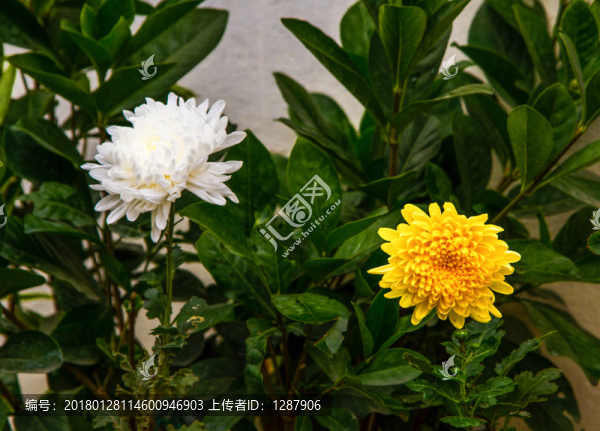 菊花