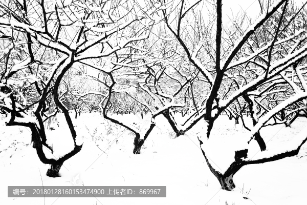 黑白抽象樹枝攝影,樹藝術(shù)