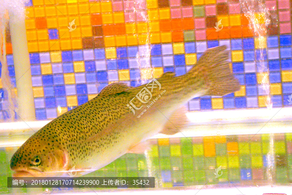 虹鱒魚,紅鱒