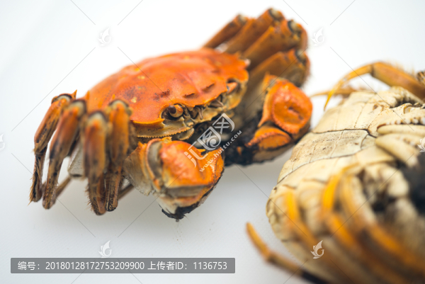 大閘蟹