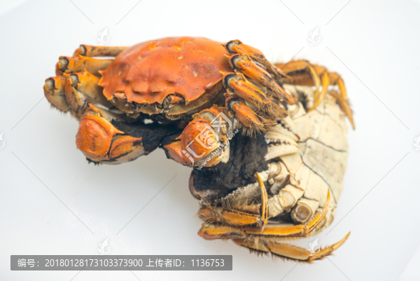 大閘蟹