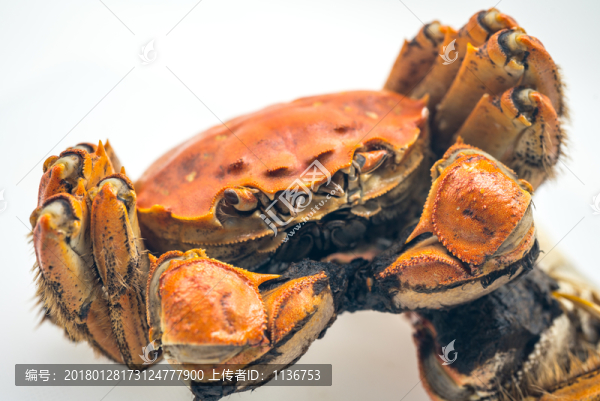 清蒸太湖蟹