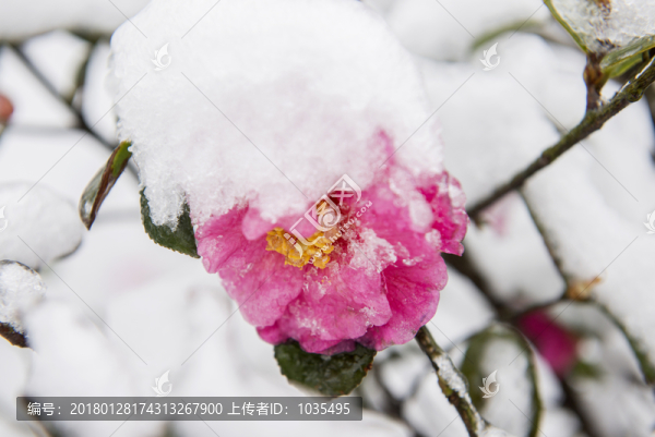 雪中的茶花