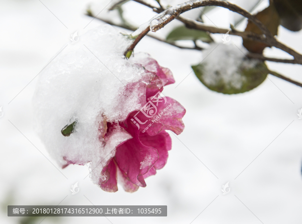 雪中的茶花