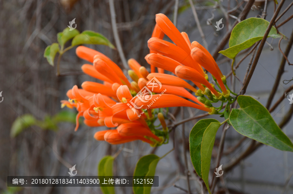炮仗花