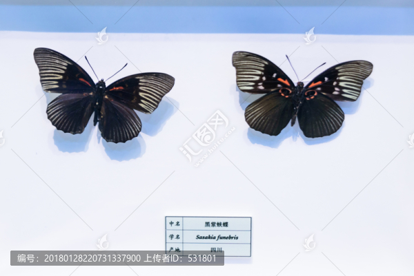 黑紫蛺蝶,四川