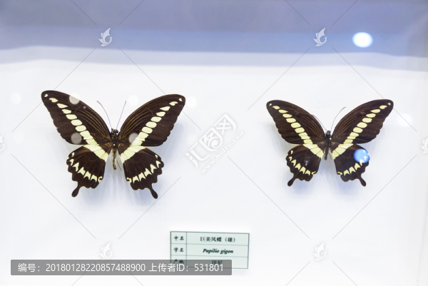 巨美鳳蝶,印尼