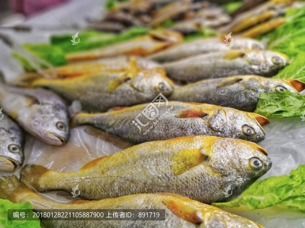 小黃魚素材