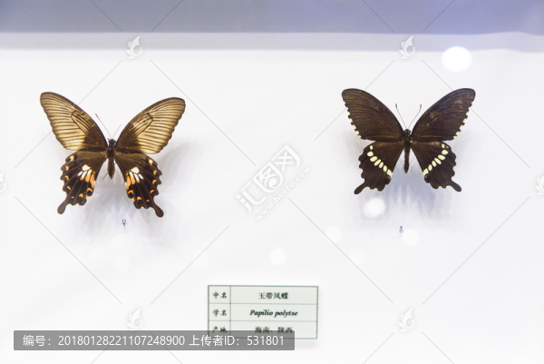 玉帶鳳蝶