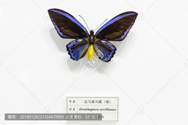 藍鳥翼鳳蝶,印尼