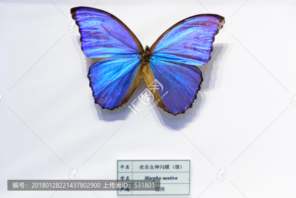 歡樂女神閃蝶,巴西