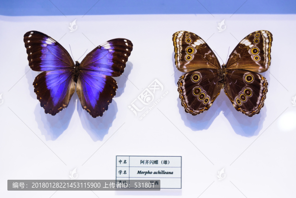 阿齊閃蝶,巴西