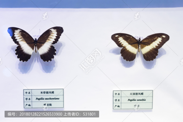 米帶德鳳蝶,天頂?shù)馒P蝶