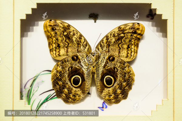 蝴蝶標(biāo)本工藝品