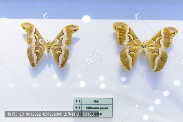 樗蠶,江蘇