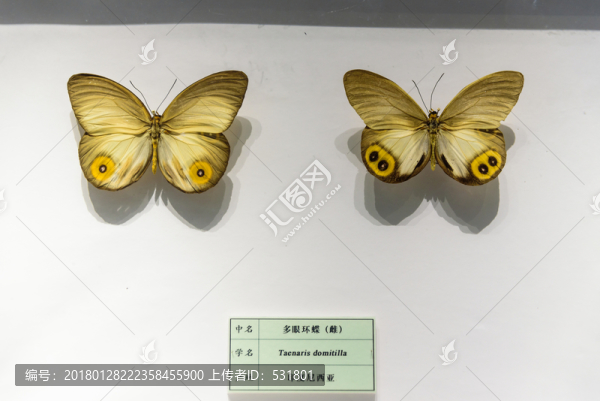 多眼環(huán)蝶,印尼