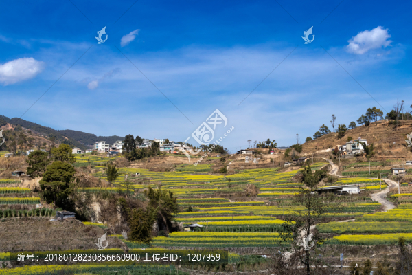 油菜