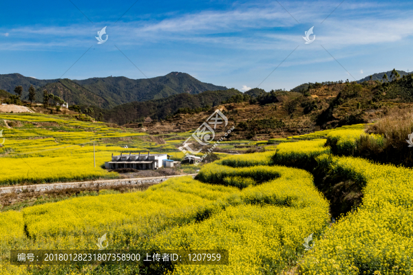 油菜花