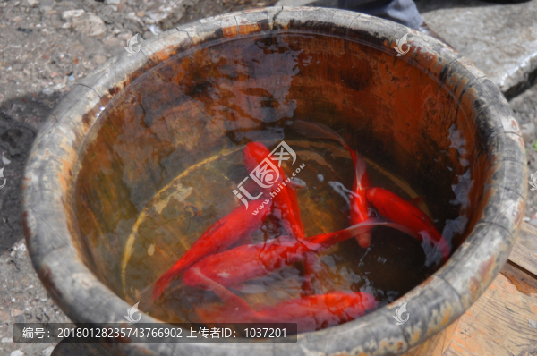 紅色金魚(yú)