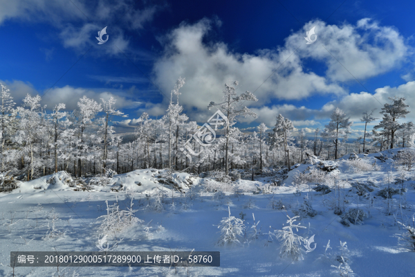 林海雪原雪林