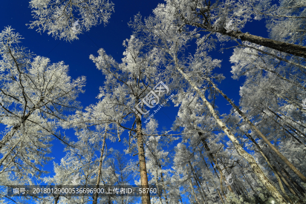 林海雪原玉樹瓊枝