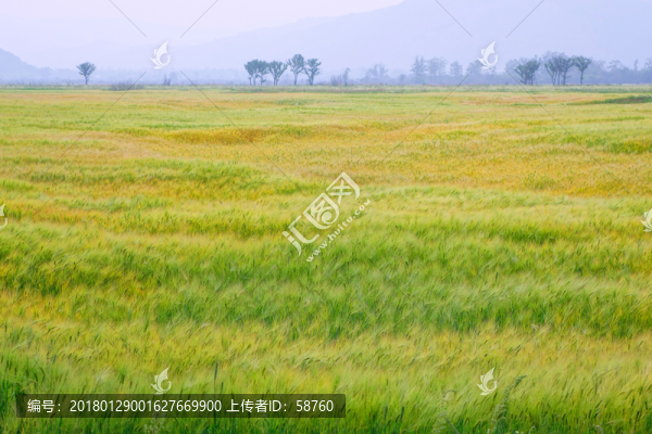 麥田風(fēng)中的麥穗