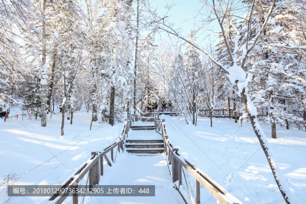 積雪森林,白雪皚皚,樹林,積雪
