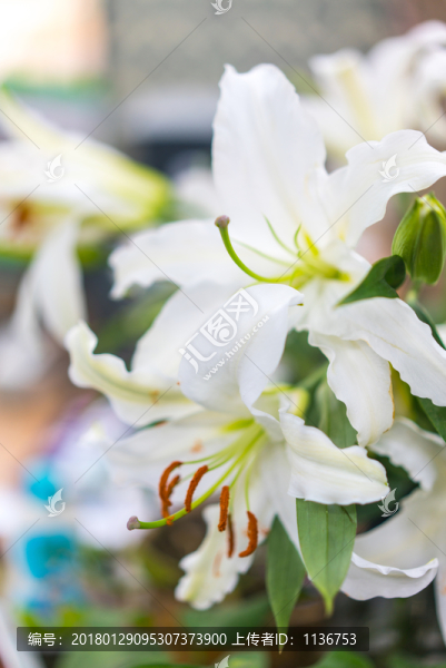 百合花