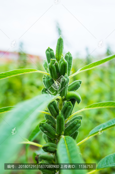 芝麻種植