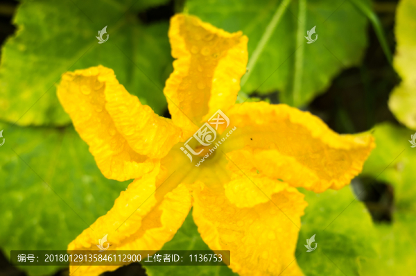 絲瓜花,南瓜花