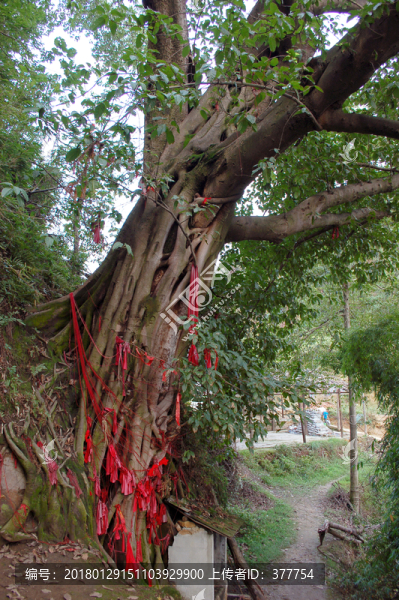 古榕樹(shù)