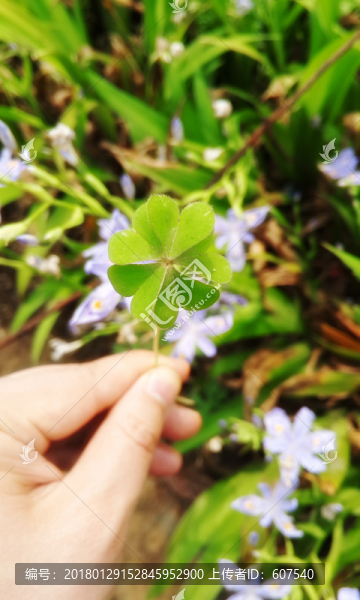 三葉草,幸運四葉草,五葉草