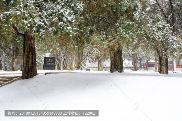 黃帝陵古柏