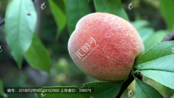桃樹,桃子