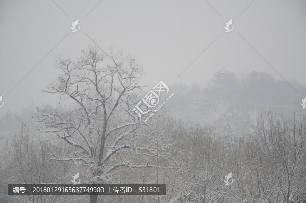 雪中的大樹