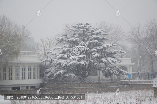 雪中的大樹
