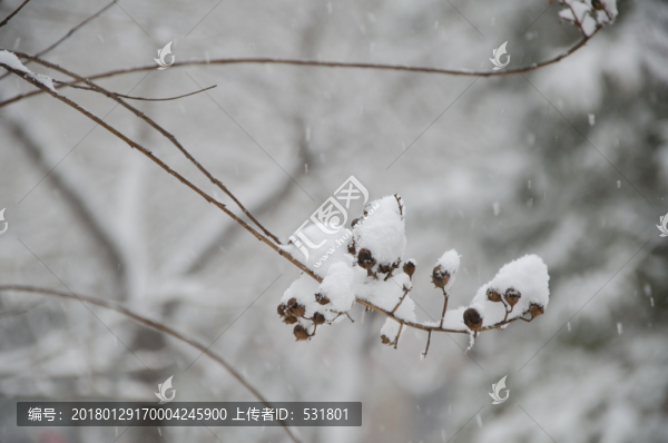 雪中的植物