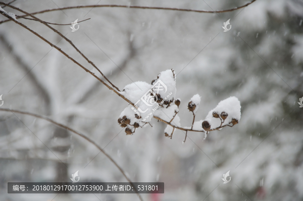 雪中的植物